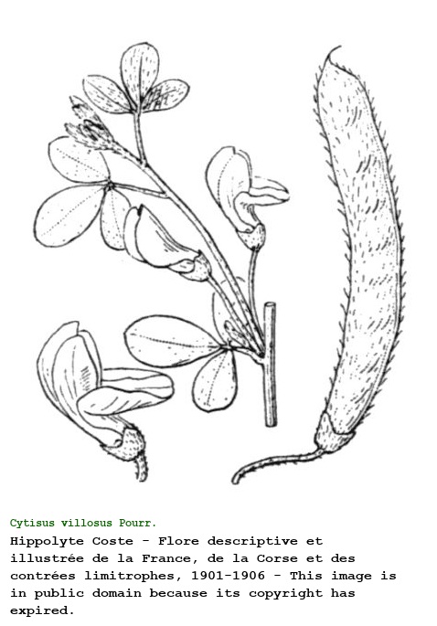 Cytisus villosus Pourr.